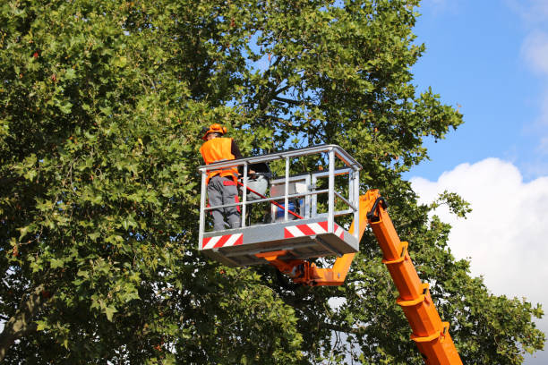 How Our Tree Care Process Works  in  Fruit Hill, OH