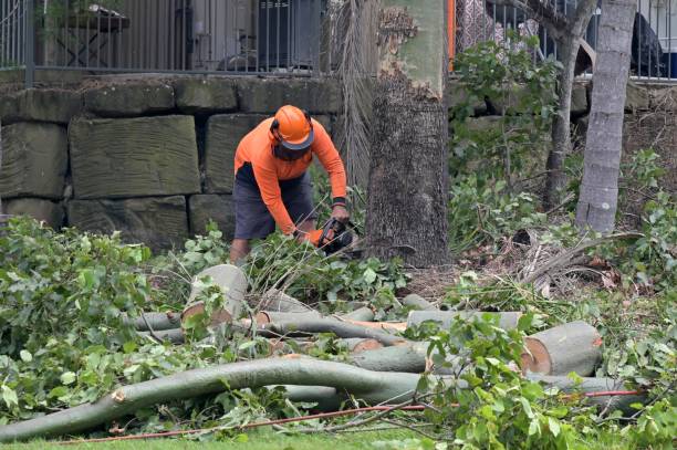 Fruit Hill, OH  Tree Services Company